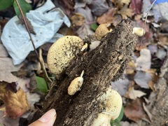 Crepidotus crocophyllus