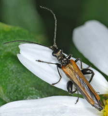 Oedemera femorata