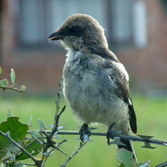 Lanius collaris collaris