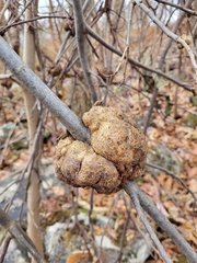 Callirhytis quercuspunctata