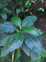Trichodesma calycosum