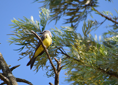 Tyrannus melancholicus