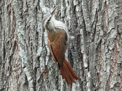 Lepidocolaptes angustirostris