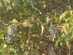 Sambucus cerulea