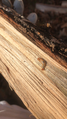 Dendroides canadensis