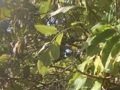 Sambucus cerulea