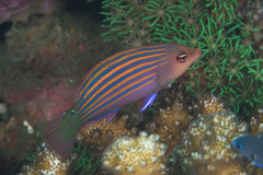 Pseudocheilinus hexataenia