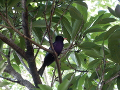Hypsipetes leucocephalus