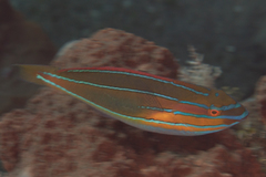 Stethojulis trilineata