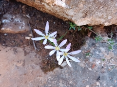 Colchicum cupanii