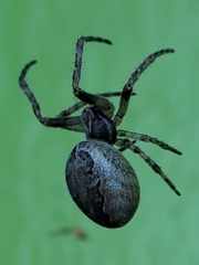 Larinioides