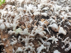 Schizophyllum commune