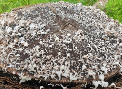 Schizophyllum commune