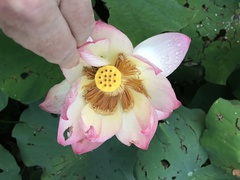 Nelumbo