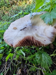 Volvopluteus gloiocephalus
