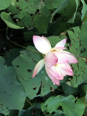 Nelumbo