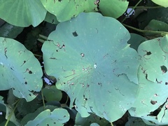 Nelumbo