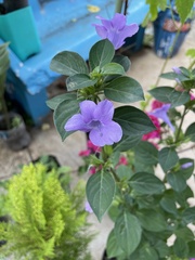 Magnoliopsida
