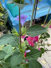 Magnoliopsida
