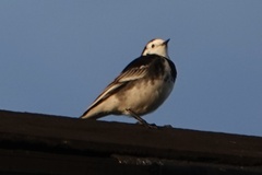 Motacilla alba