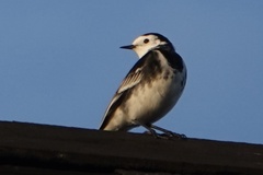 Motacilla alba