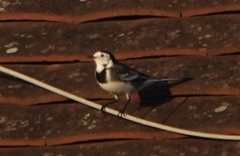 Motacilla alba