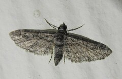 Eupithecia maestosa