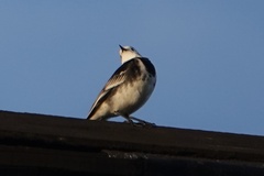 Motacilla alba
