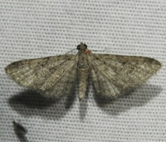 Eupithecia macfarlandi