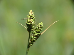 Carex nigra