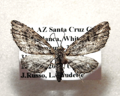 Eupithecia maestosa