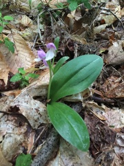 Galearis spectabilis