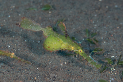 Solenostomus cyanopterus