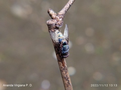 Entomophthorales