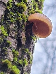 Crepidotus calolepis