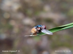 Entomophthorales