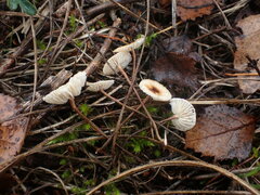 Crinipellis scabella