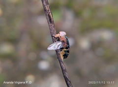 Entomophthorales