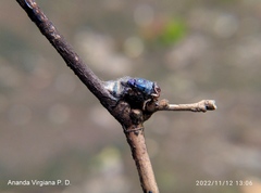 Entomophthorales