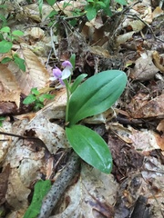 Galearis spectabilis