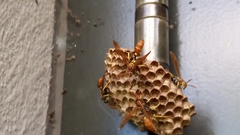 Mischocyttarus mexicanus