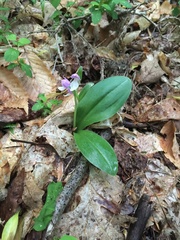 Galearis spectabilis