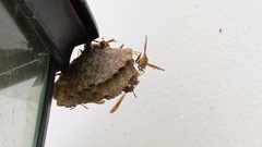 Mischocyttarus mexicanus