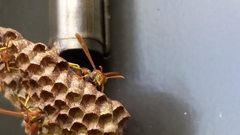 Mischocyttarus mexicanus