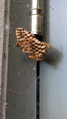 Mischocyttarus mexicanus