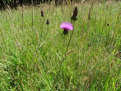 Cirsium tuberosum