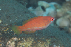 Paracheilinus flavianalis