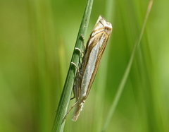 Crambus pascuella