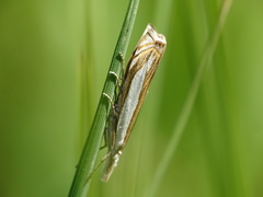 Crambus pascuella