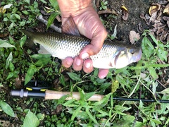 Semotilus corporalis